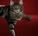 Maine Coon RW QGC MTNest Jackman