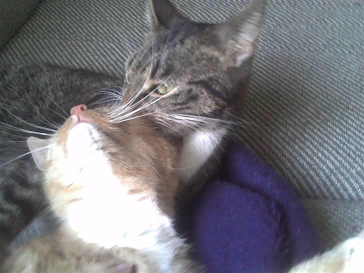 Huskat My Himmelkat ?? - Elsker at vaske de to røde hihi billede 15