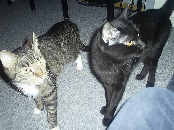 Huskat My Himmelkat ?? - My og Fister kan ikke lige forstå hvad der sker :) billede 16