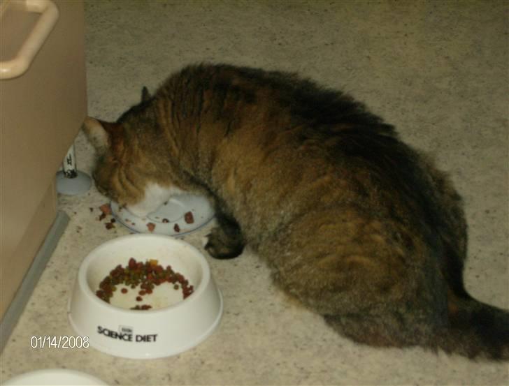 Huskat Lolly Pop (RIP) billede 9