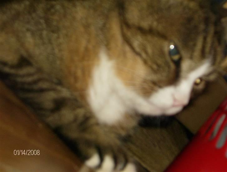 Huskat Lolly Pop (RIP) - Uhh Spooky billede 10