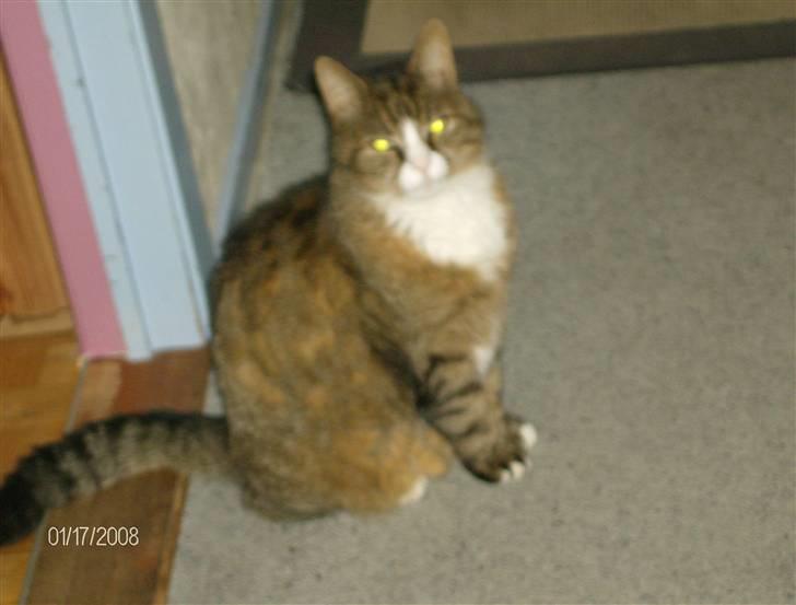 Huskat Lolly Pop (RIP) billede 11