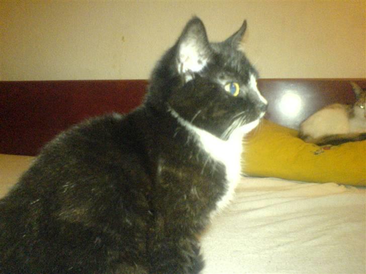 Blanding af racer Diesel billede 2