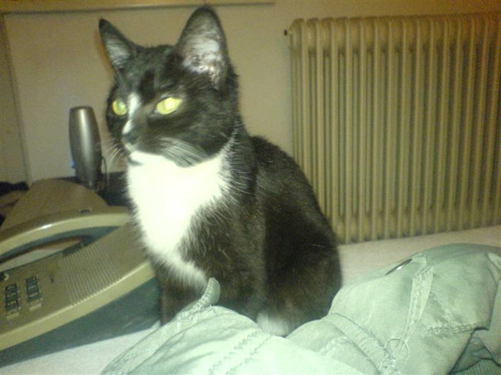 Blanding af racer Diesel billede 3