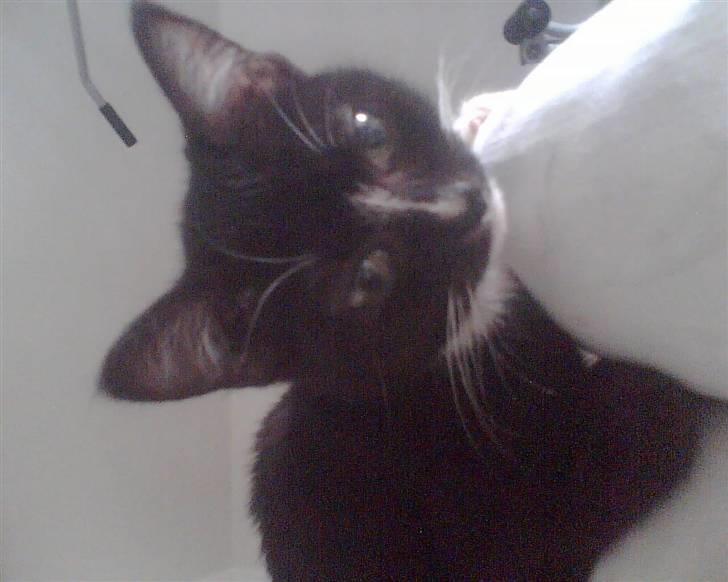 Blanding af racer Diesel billede 4