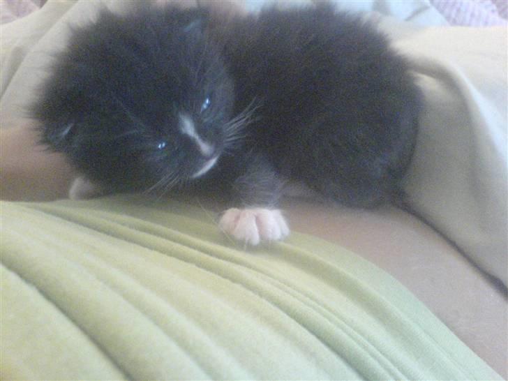 Blanding af racer Diesel billede 5