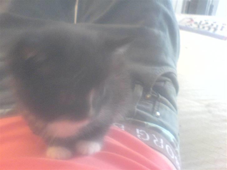 Blanding af racer Diesel billede 6