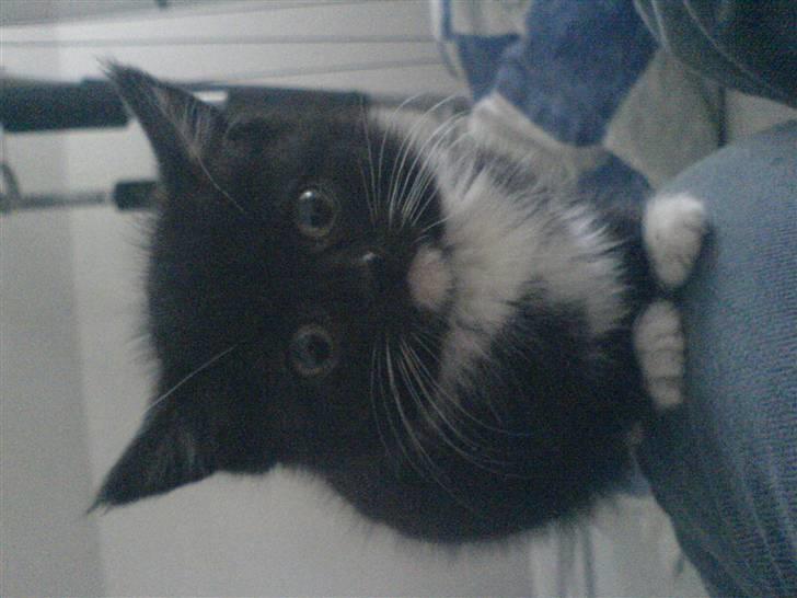 Blanding af racer Mille billede 6