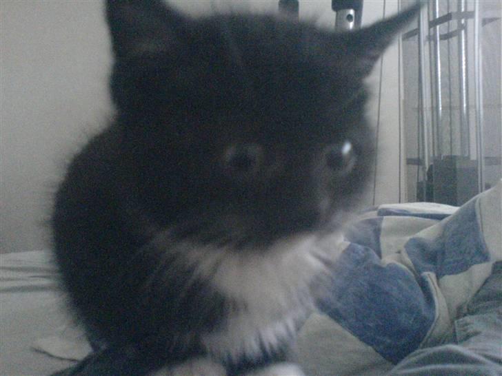 Blanding af racer Mille billede 7