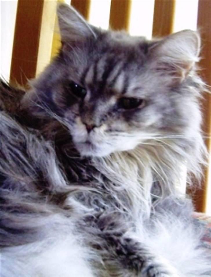 Maine Coon Bella R.I.P. - Hej jeg hedder Bella billede 1