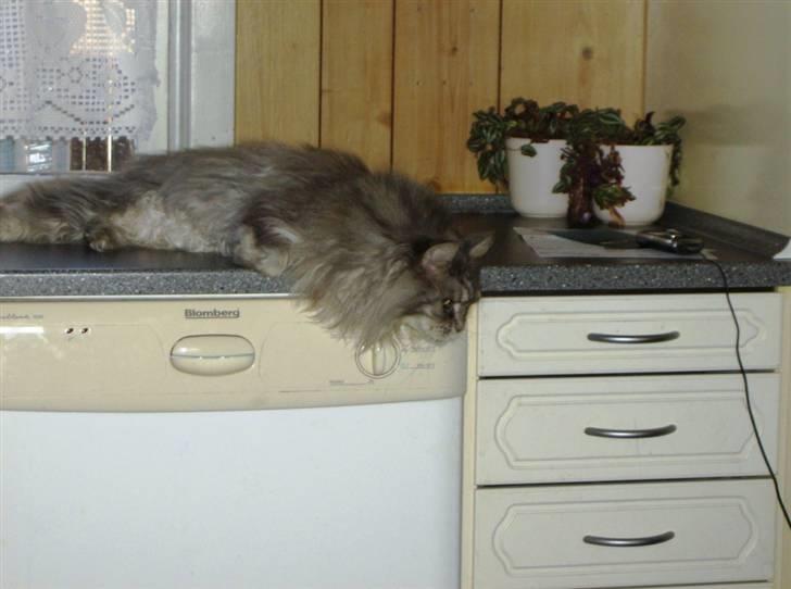 Maine Coon Bella R.I.P. - mig derned??? neej billede 5