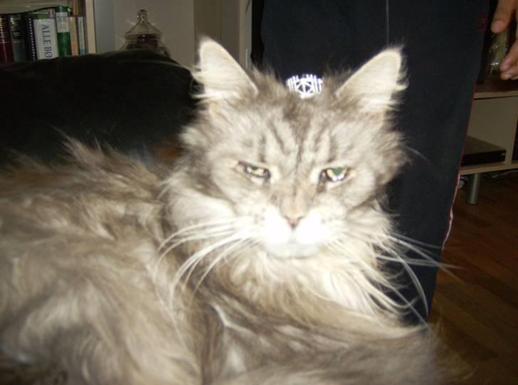 Maine Coon Bella R.I.P. - dronning Bella billede 6