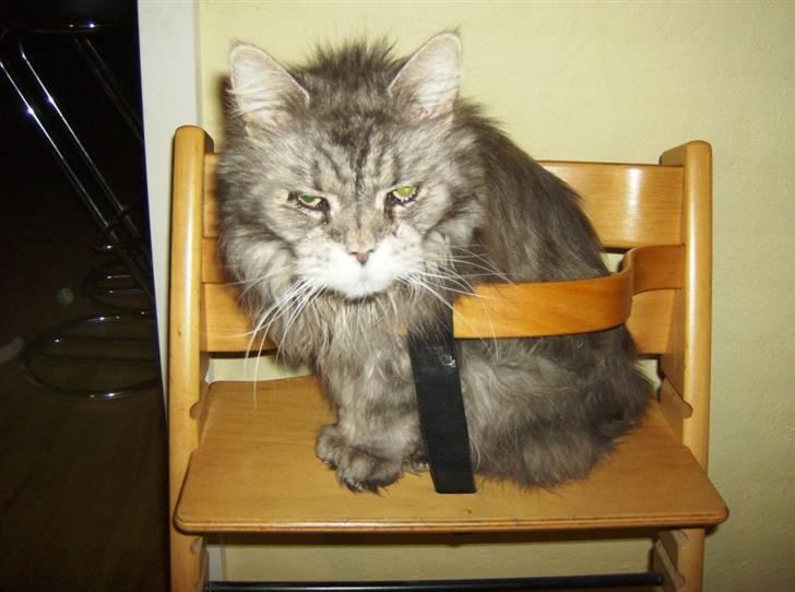 Maine Coon Bella R.I.P. - rør min stol og jeg river øjnene ud på dig *GG* billede 13