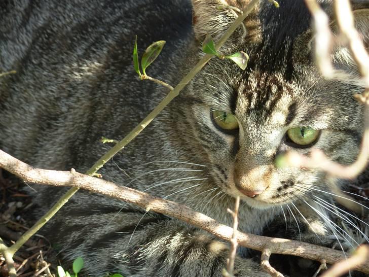 Huskat Findus<3 billede 1