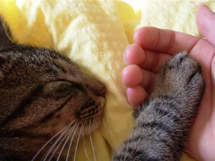 Huskat Findus<3 billede 2