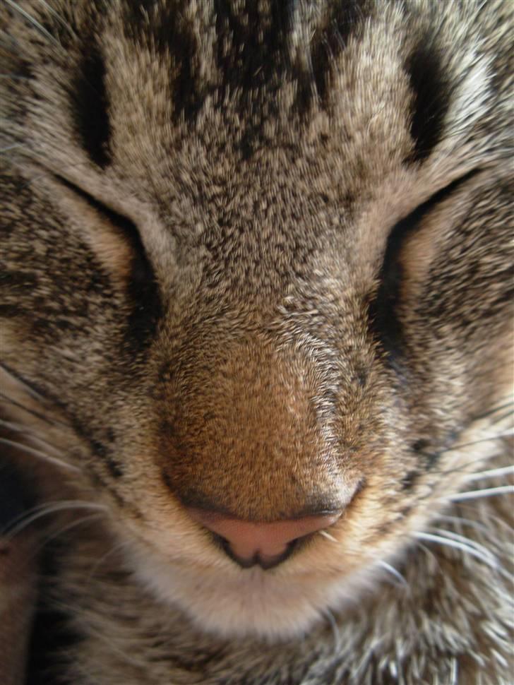 Huskat Findus<3 billede 3