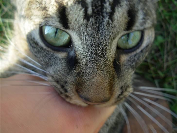 Huskat Findus<3 billede 4