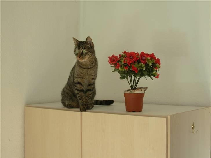 Huskat Findus<3 billede 5