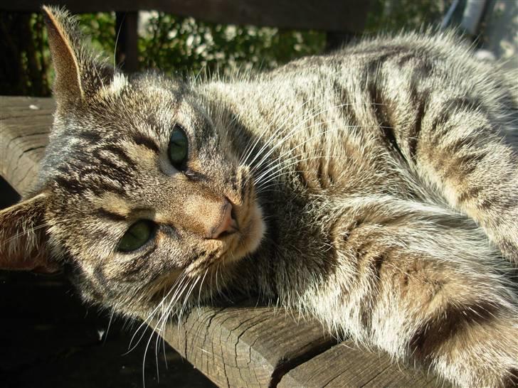 Huskat Findus<3 billede 6