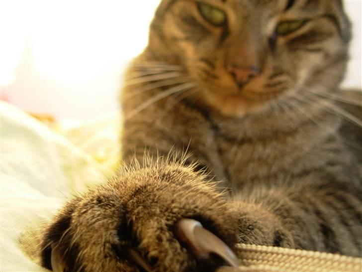 Huskat Findus<3 billede 7