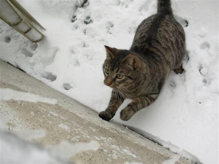 Huskat Findus<3 billede 8