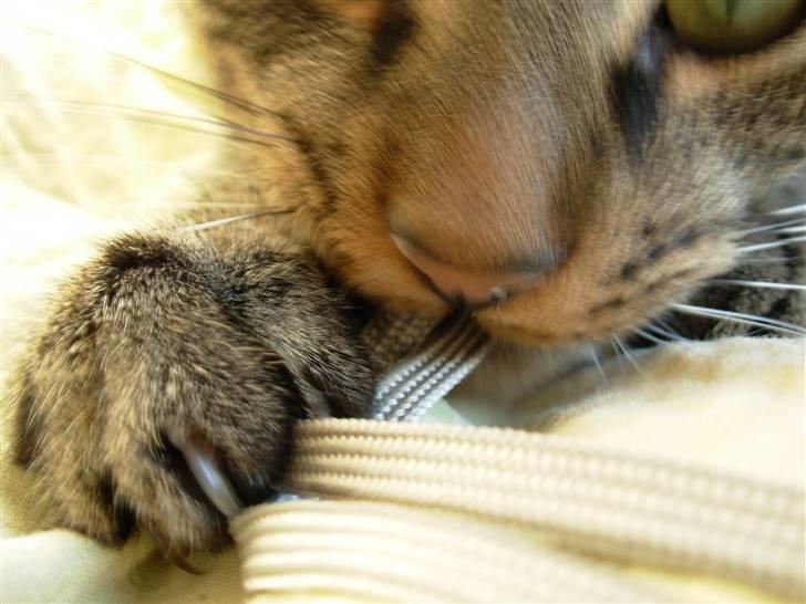 Huskat Findus<3 billede 9