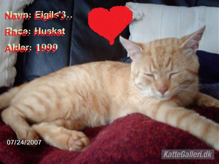 Huskat Eigil<3 - EJ er han ikke sød billede 1