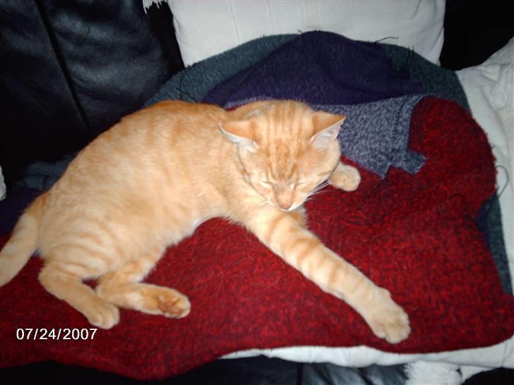 Huskat Eigil<3 - Eigil siger: lad mig være jeg sover.....!!! billede 2