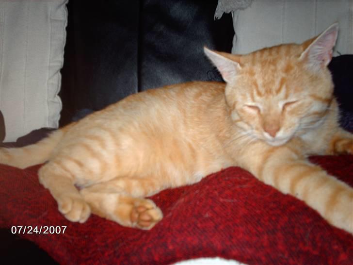 Huskat Eigil<3 - Eigil sover / Prøver billede 3