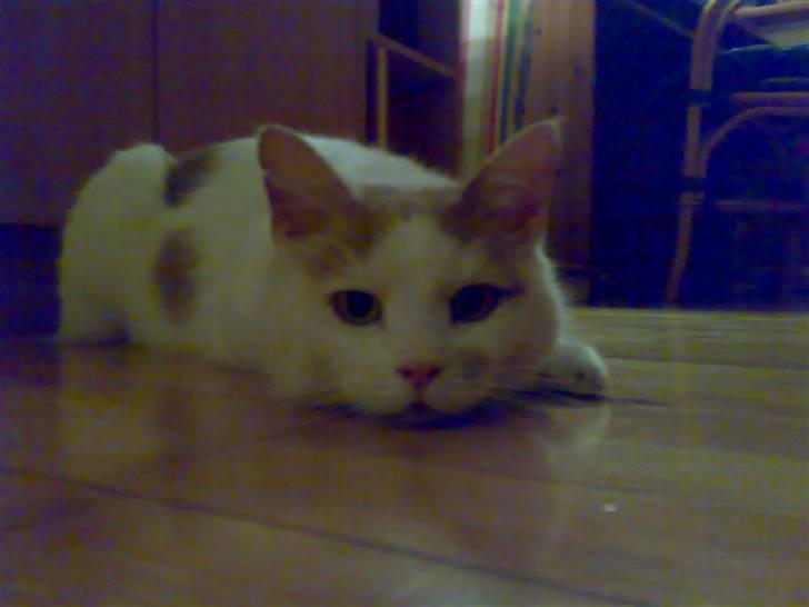 Huskat Ludvig R.I.P <3 - Ludvig . billede 5