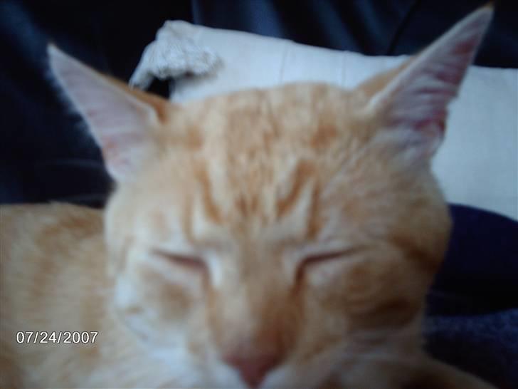 Huskat Eigil<3 - Nær billed af katte billede 4