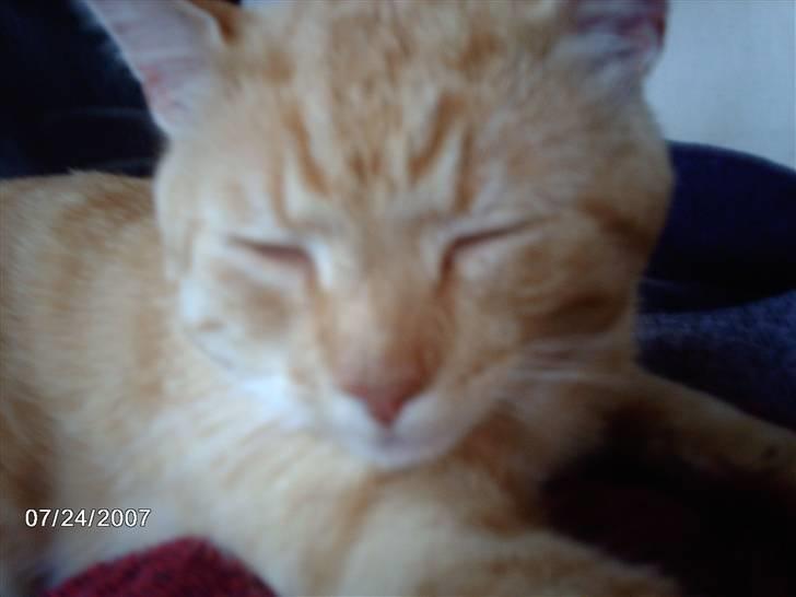 Huskat Eigil<3 - ej eigil hehe billede 5