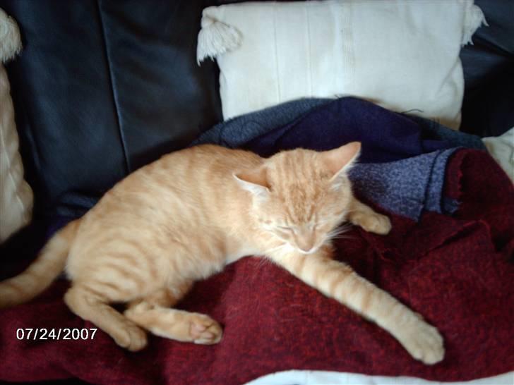 Huskat Eigil<3 - Nå nu sover man igen billede 6