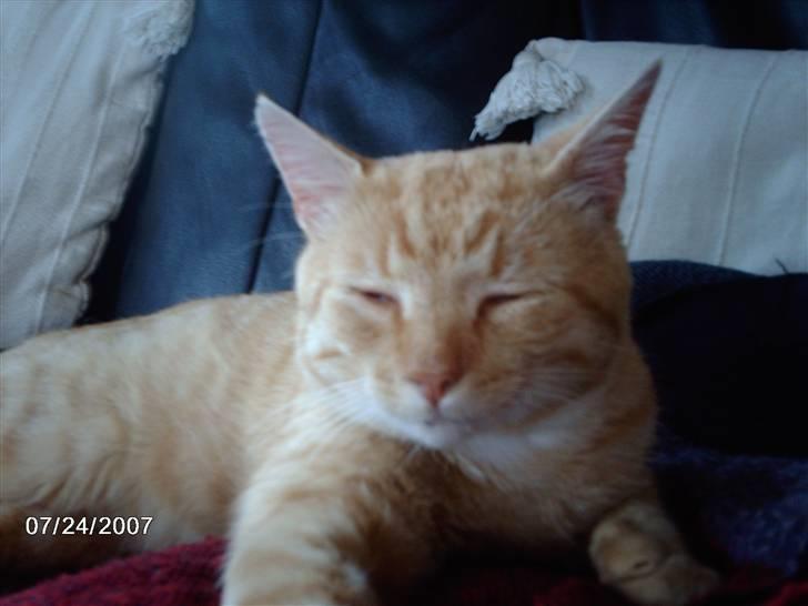 Huskat Eigil<3 billede 7