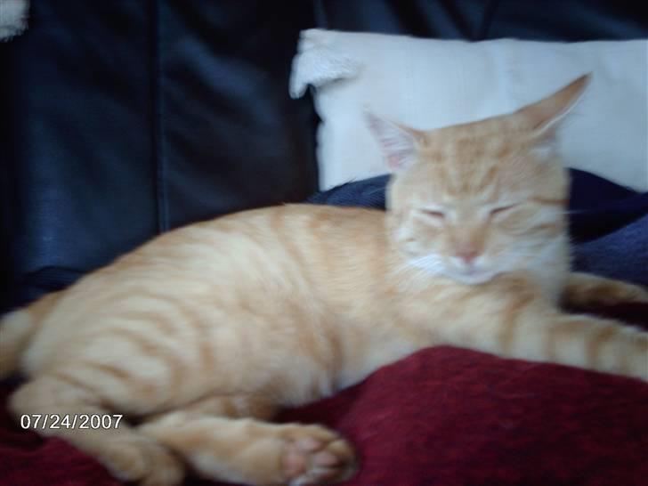 Huskat Eigil<3 billede 8