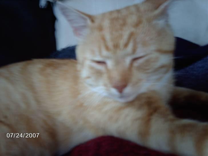 Huskat Eigil<3 - Eigil siger: ja nu er jeg ved og vånge stopper du så med at tage billeder billede 9