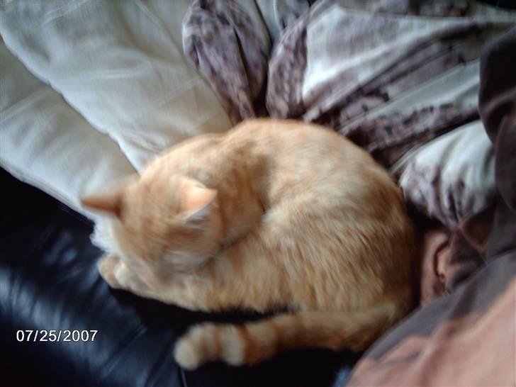 Huskat Eigil<3 - Nååå han er så sød  billede 10