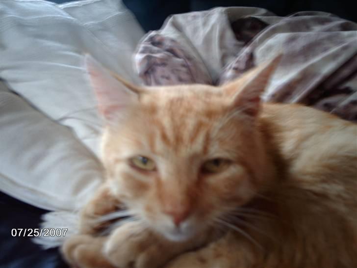 Huskat Eigil<3 - Eigil siger: Nu er jeg helt vång billede 11