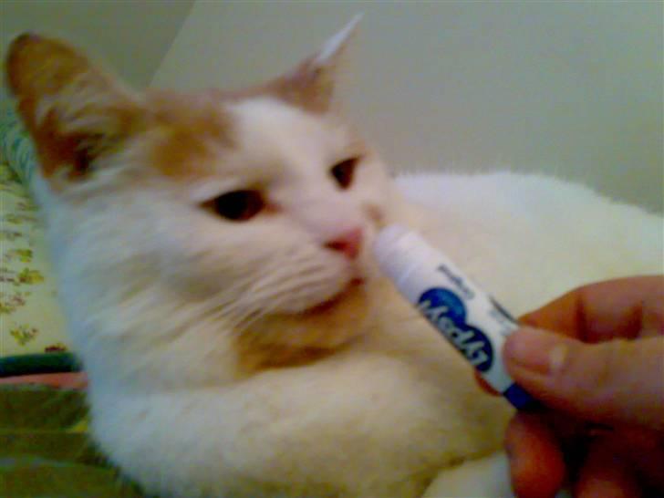 Huskat Ludvig R.I.P <3 - Ludvig kan godt lide lipomade :D Lidt efter billedet er taget, slikker han på den. billede 19