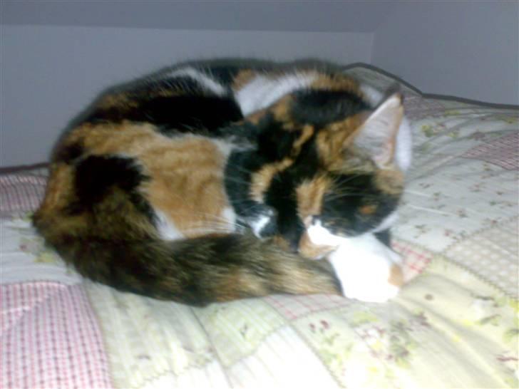 Huskat Ludvig R.I.P <3 - Ludvigs mor Emma. billede 20