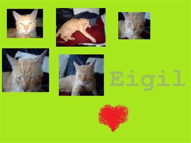 Huskat Eigil<3 - Hehe eihil FAN! billede 14