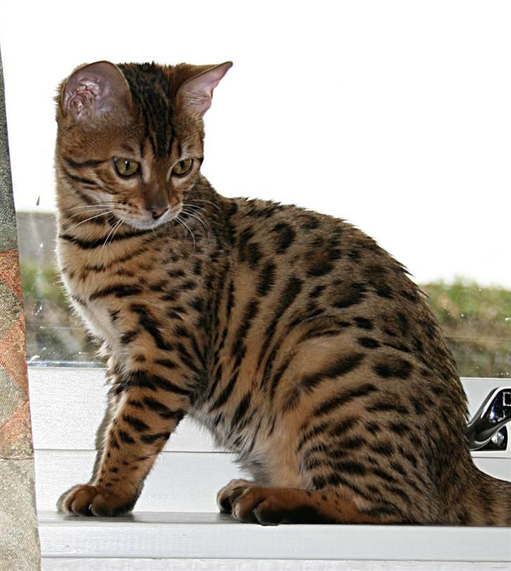 Bengal Divya - Divya billede 1