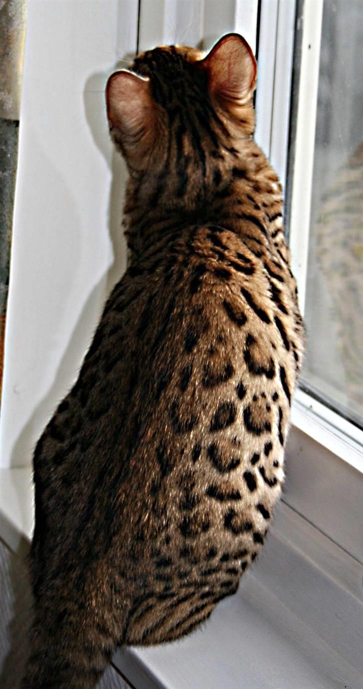 Bengal Divya - Divya billede 2