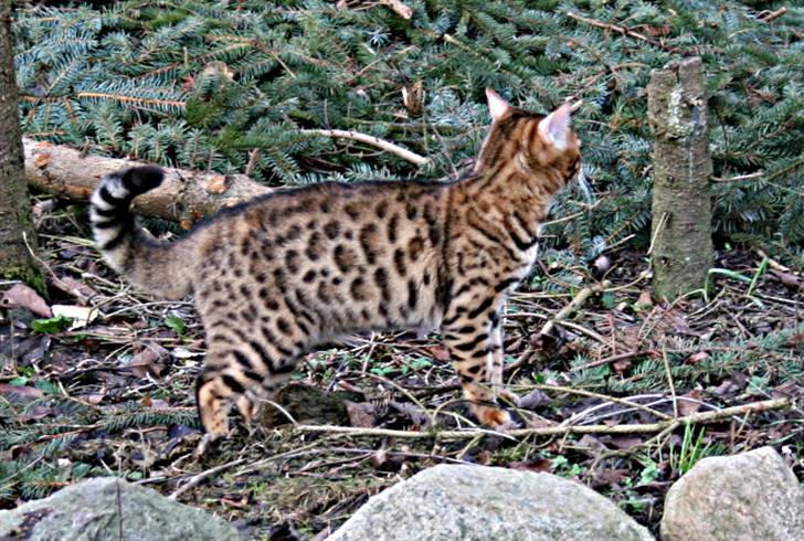 Bengal Divya - Divya i det grønne! billede 3