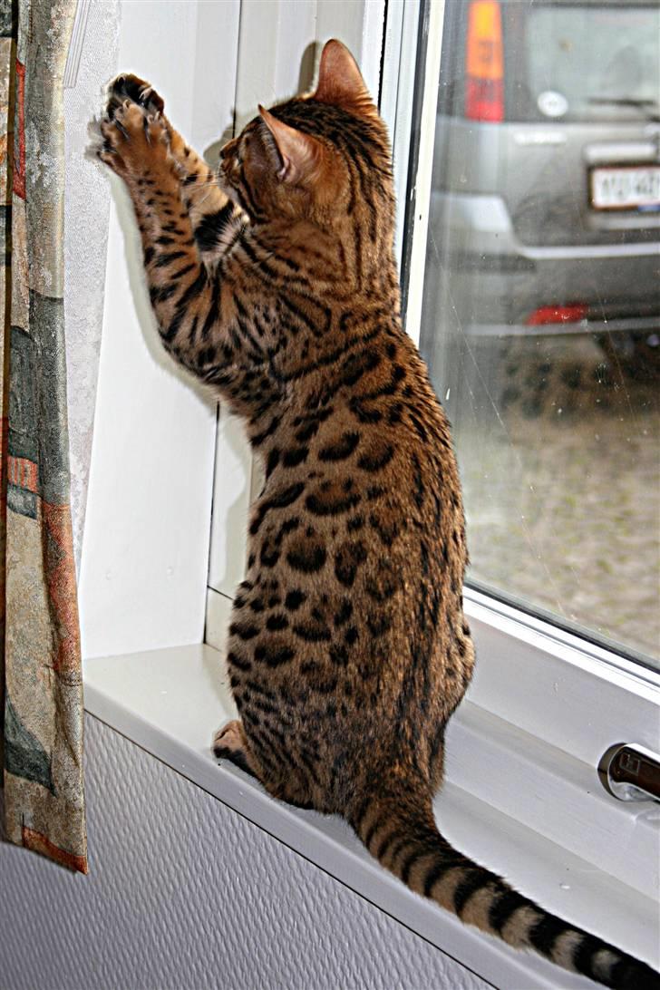 Bengal Divya - Divya  billede 4