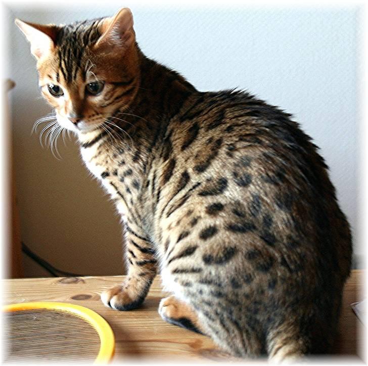 Bengal Divya - Divya billede 5