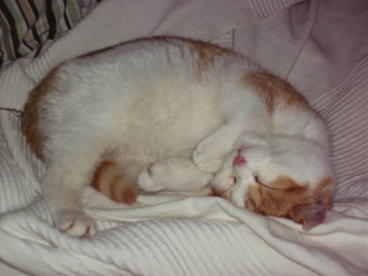 Blanding af racer nico billede 6