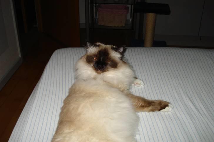 Hellig Birma silky billede 7