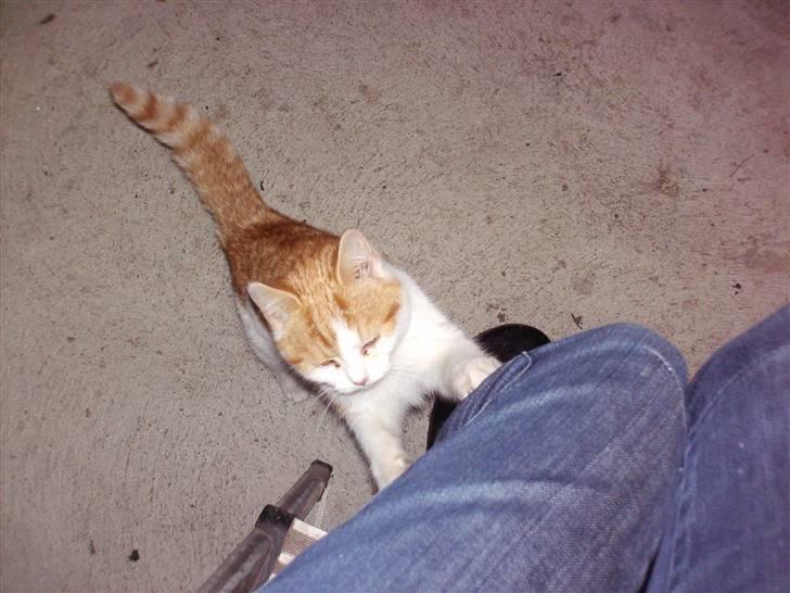 Blanding af racer nico billede 7