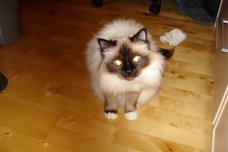 Hellig Birma silky - far jeg er snart ved at være sulten billede 8